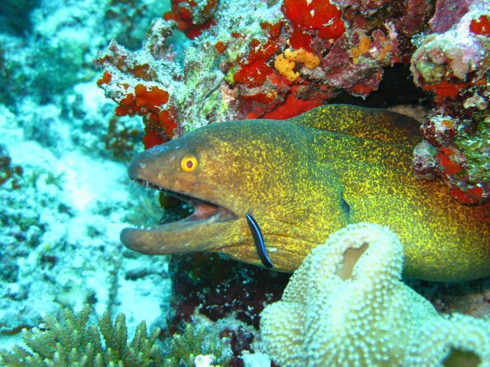 Elite Beach Inn Hulhumale Dış mekan fotoğraf